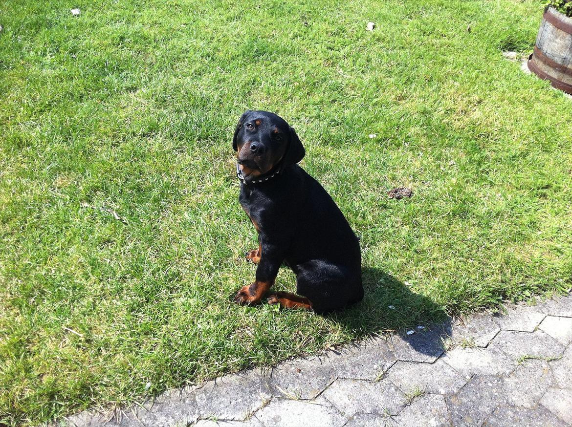 Rottweiler Gonzo billede 9