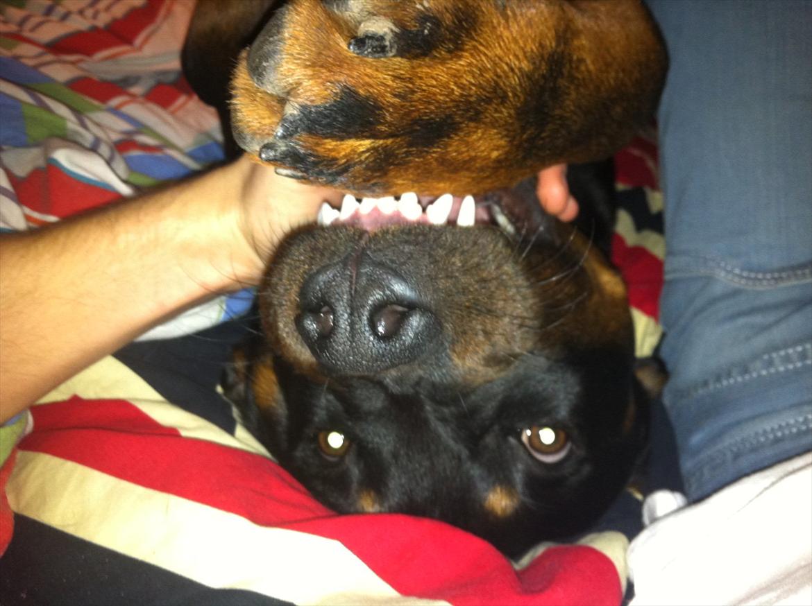 Rottweiler Gonzo billede 10