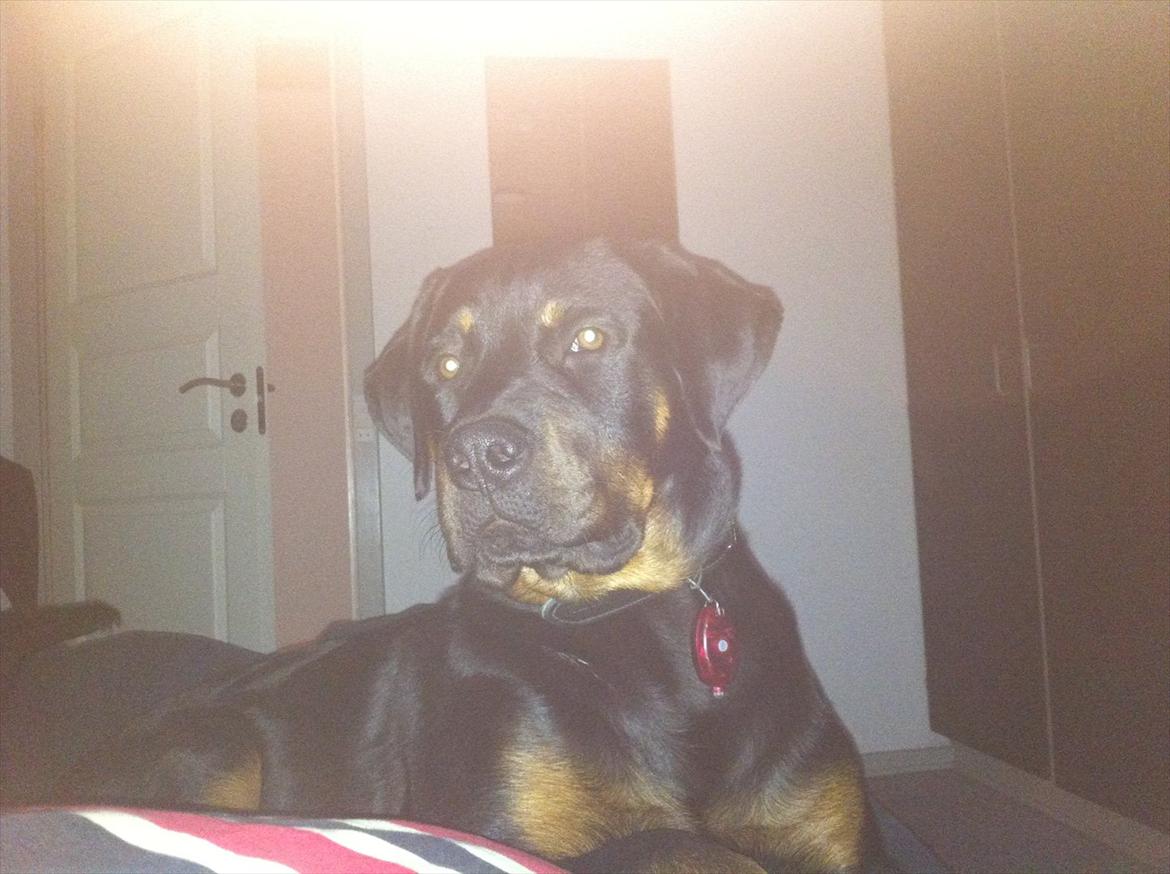 Rottweiler Gonzo billede 3