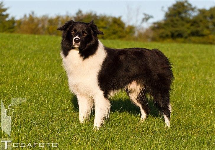 Border collie LP 1 Speedy - Speedy den flottefyr oktober 2011 taget af TOSA foto  billede 17