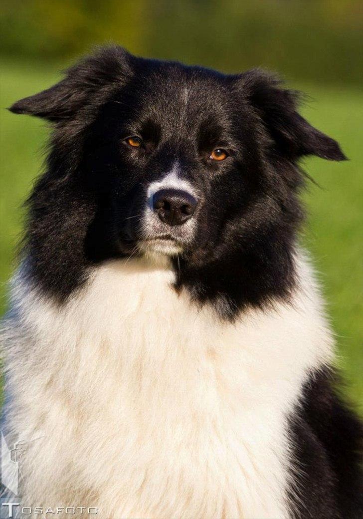 Border collie LP 1 Speedy - Speedy oktober 2011 taget af TOSA foto  billede 18