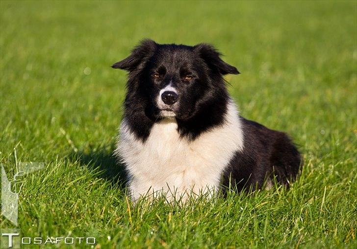 Border collie LP 1 Speedy - Speedy oktober 2011 taget af TOSA foto  billede 19