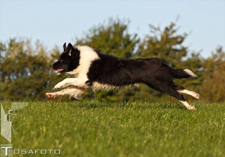 Border collie LP 1 Speedy - Speedy oktober 2011 taget af TOSA foto  billede 20
