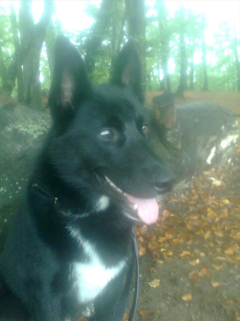 Blanding af racer Chick - Chick i skoven billede 1