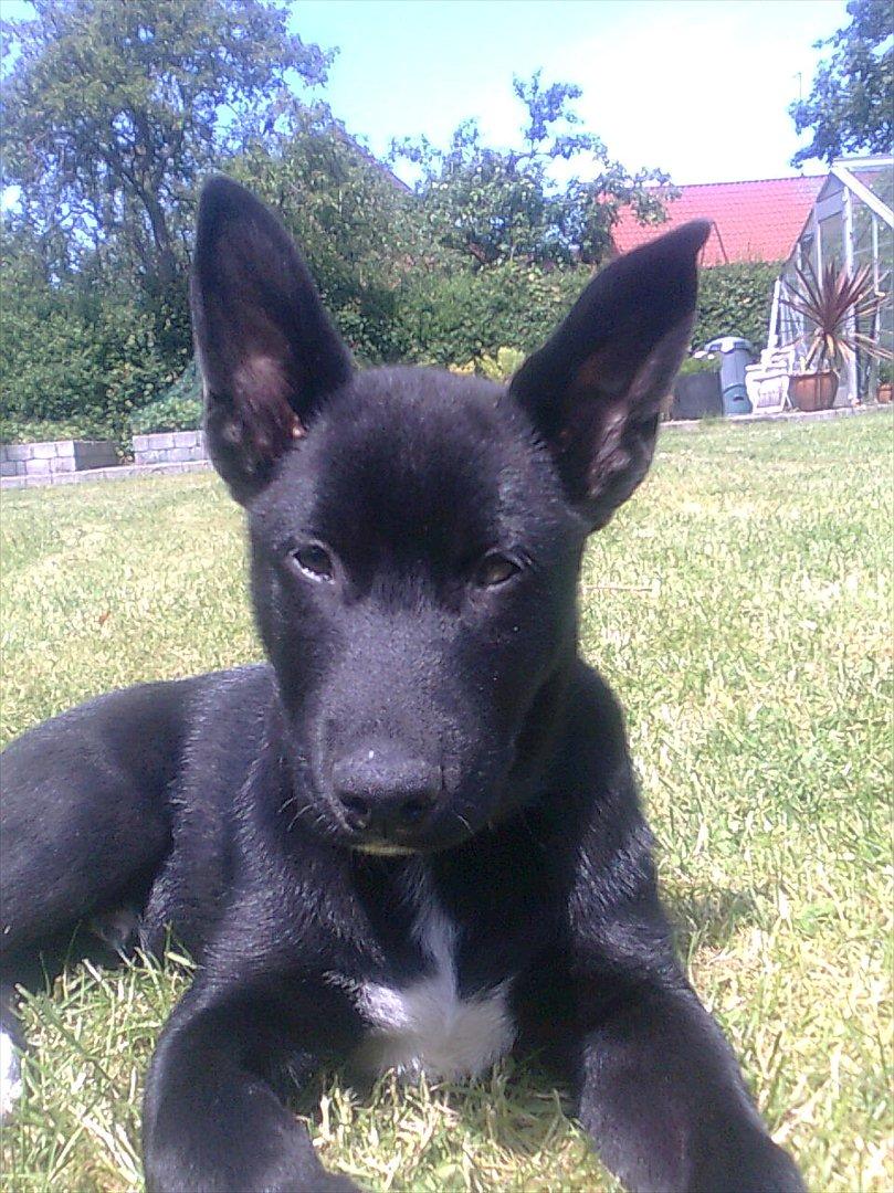 Blanding af racer Chick - Chick i haven - 4 måneder billede 5