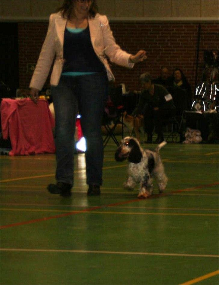 Cocker spaniel Cockerpets Cute Fuzzy (Balú) - Juleskue i Brande dec. 2011 - nr. 3 i avlsklassen billede 9