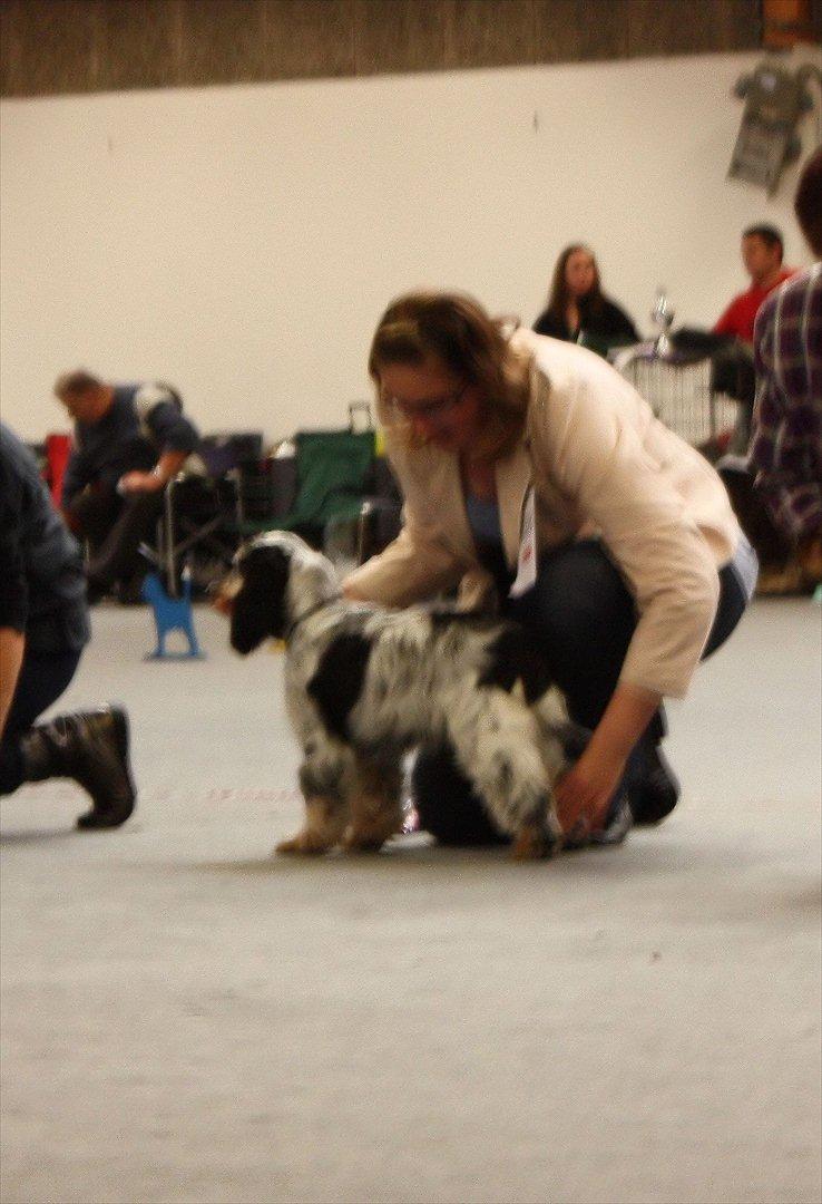 Cocker spaniel Cockerpets Cute Fuzzy (Balú) - Udstilling i Aars 2011 - nu skal vi huske at stå pænt billede 11