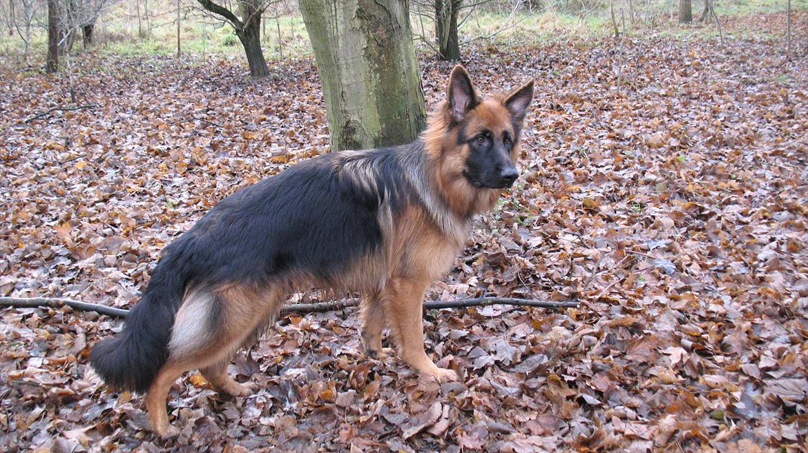 Schæferhund Akacias Quando - En tur i skoven inden december sneen ankommer. billede 3