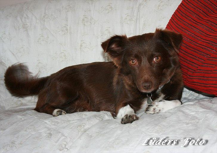 Blanding af racer Cica billede 1