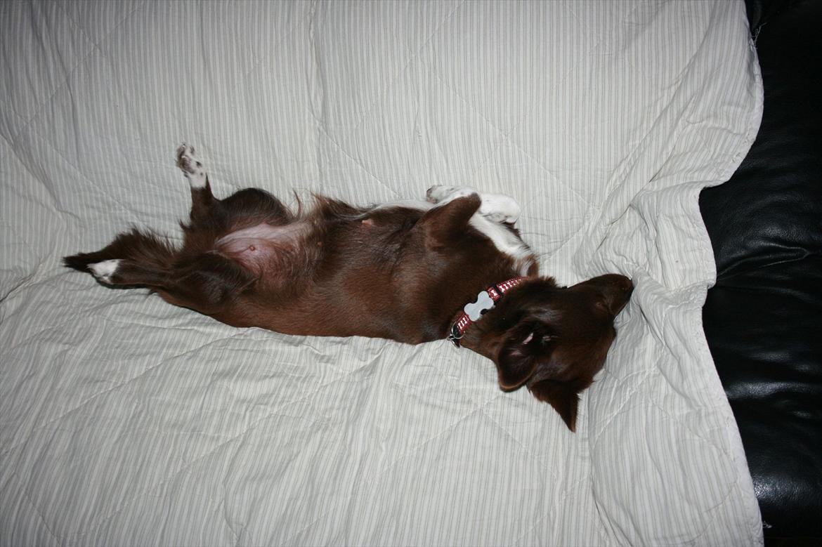 Blanding af racer Cica - Cica når hun sover bedst. billede 2