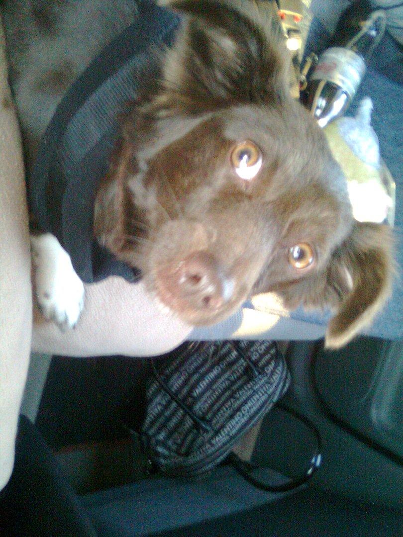 Blanding af racer Cica - Cica lige ankommet i DK , og nu på vej hjem til sit nye hjem. billede 3