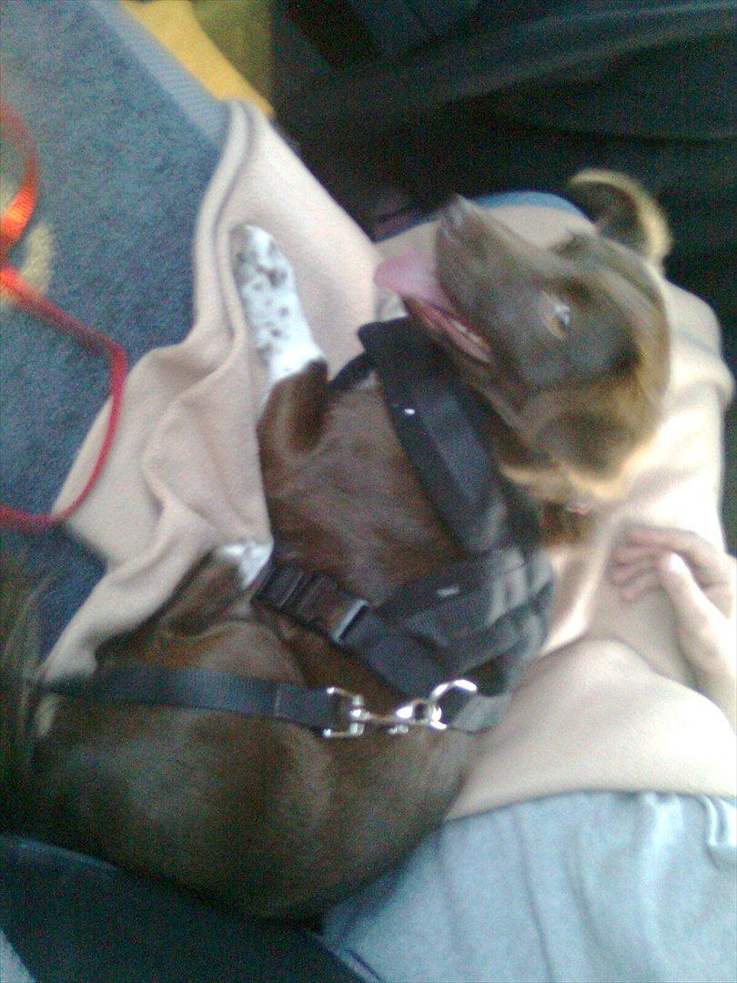 Blanding af racer Cica - Cica lige ankommet til DK. billede 4