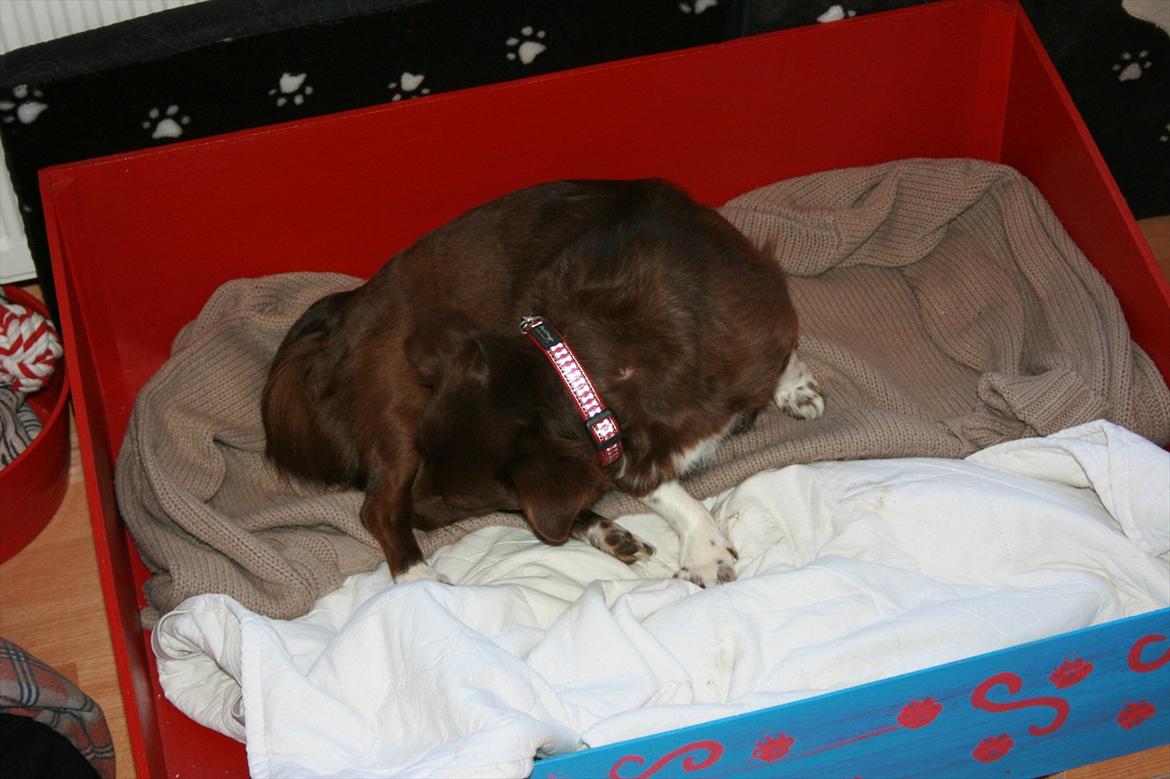 Blanding af racer Cica - 06.03.11 Cica føder billede 5