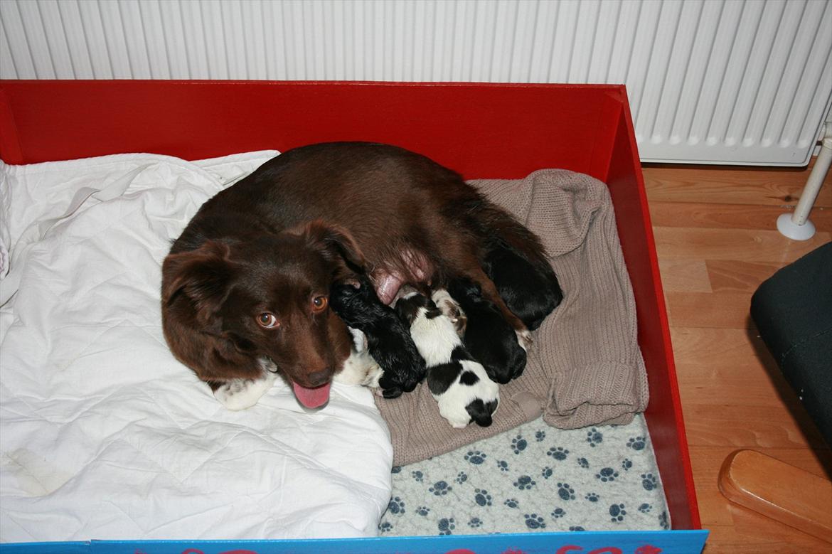 Blanding af racer Cica - Cica viser stolt sine hvalpe billede 6