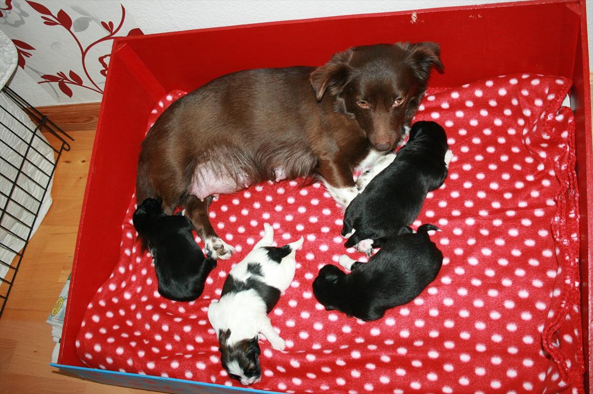 Blanding af racer Cica billede 7