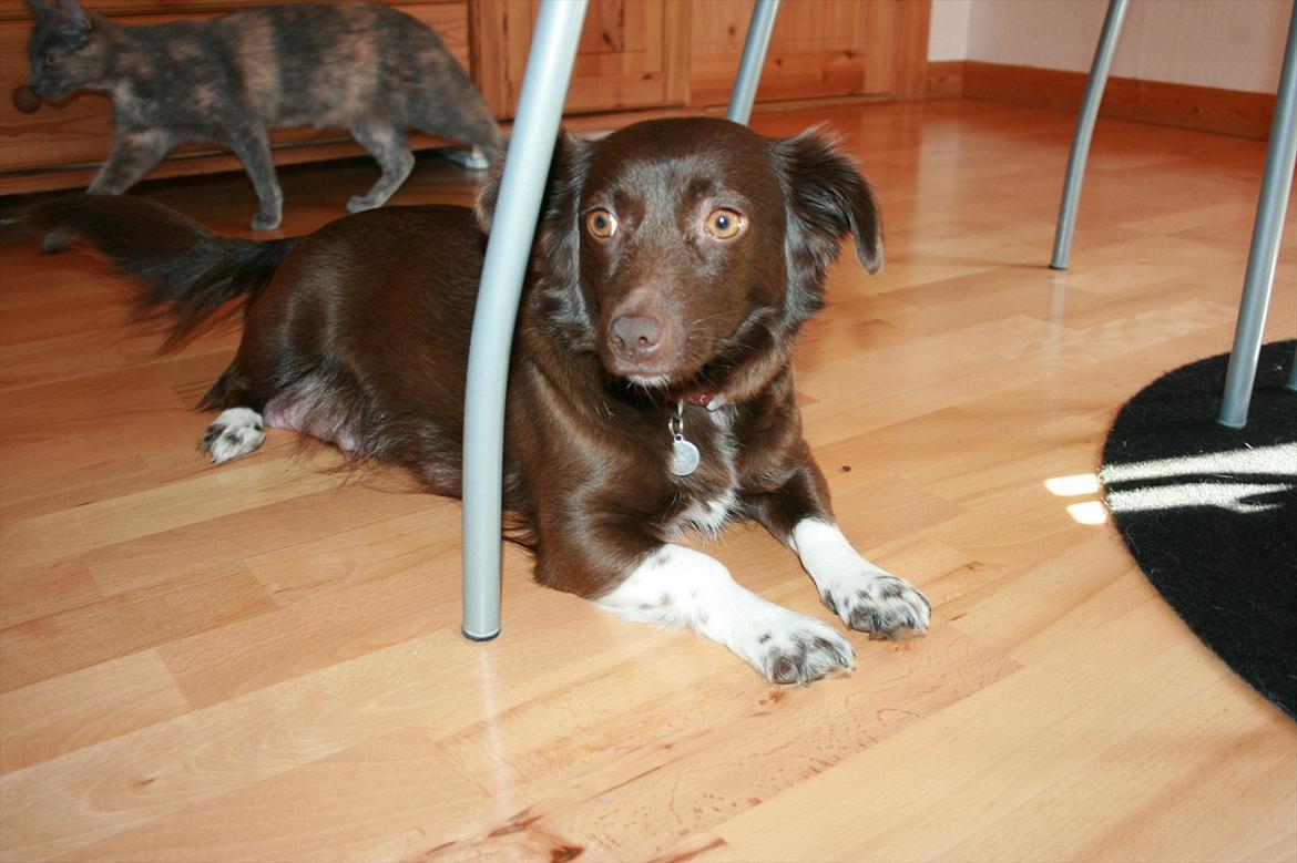 Blanding af racer Cica billede 8