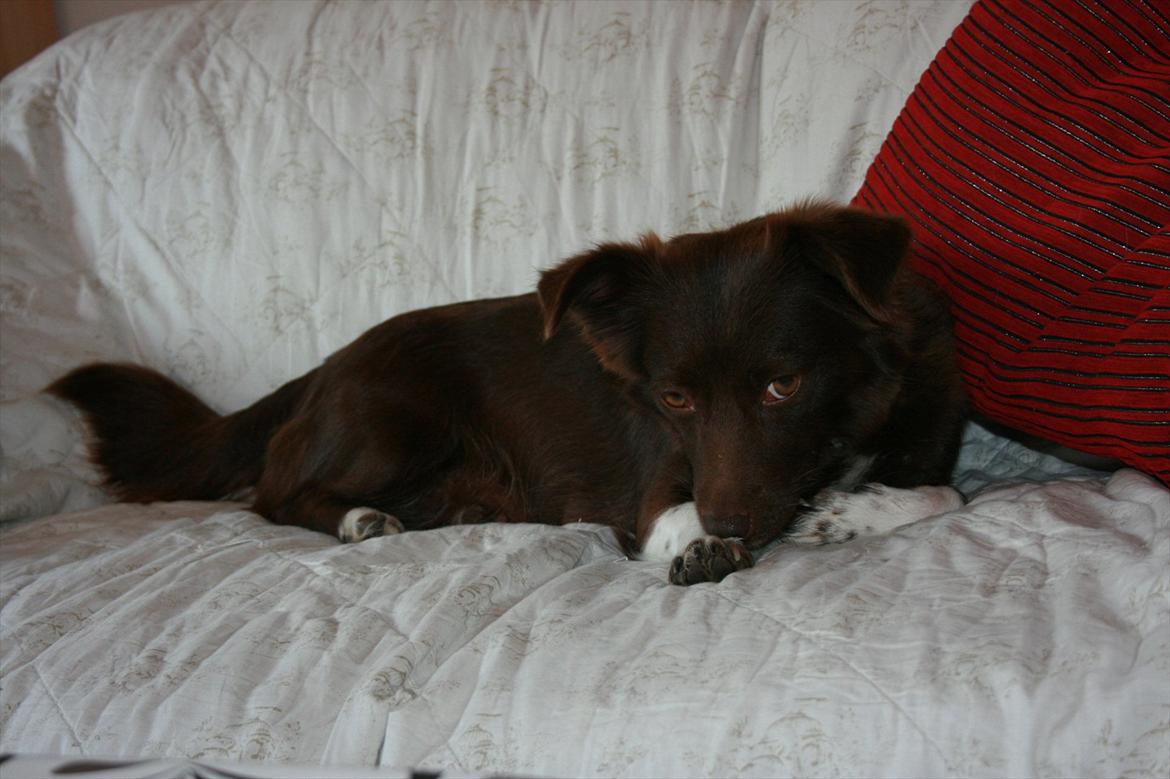 Blanding af racer Cica billede 9