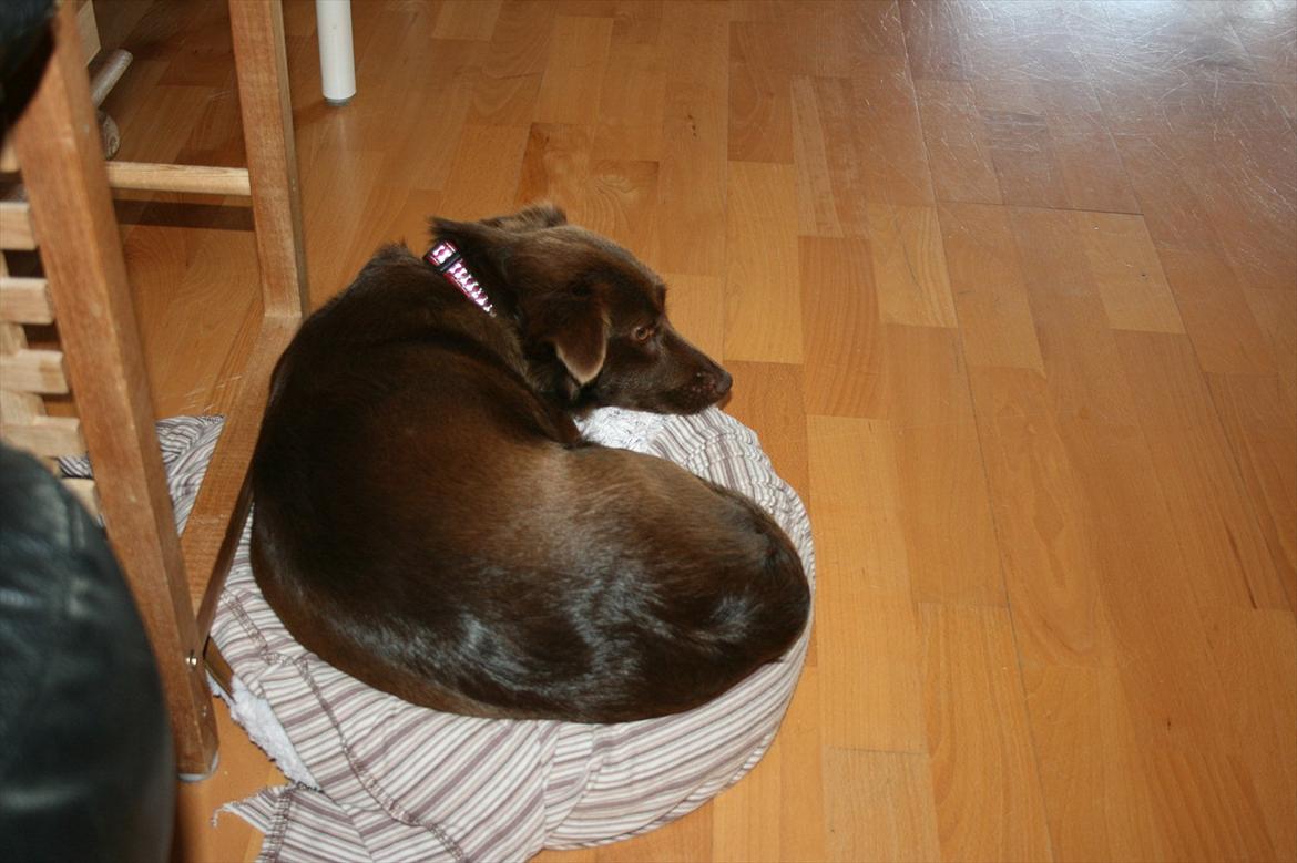 Blanding af racer Cica - Hvorfor dog bruge sin egen kurv , når man kan klemme sig ned i kattens :0) billede 10