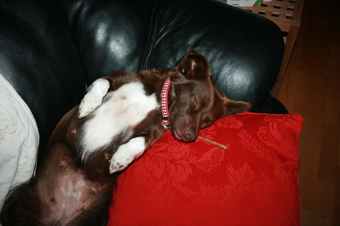 Blanding af racer Cica billede 11