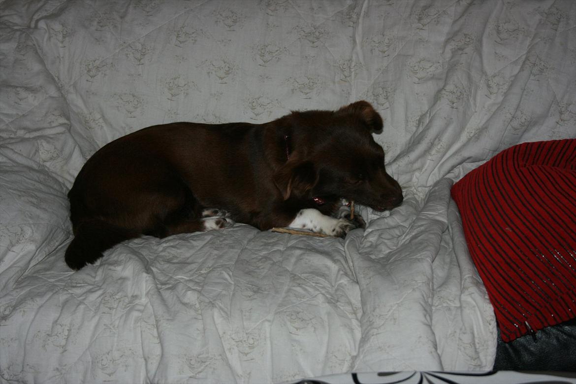 Blanding af racer Cica billede 12