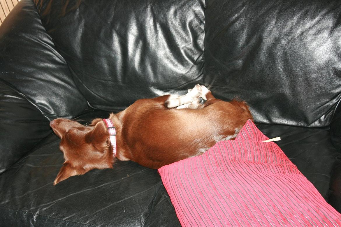 Blanding af racer Cica - Sådan kan man også ligge og sove. billede 13