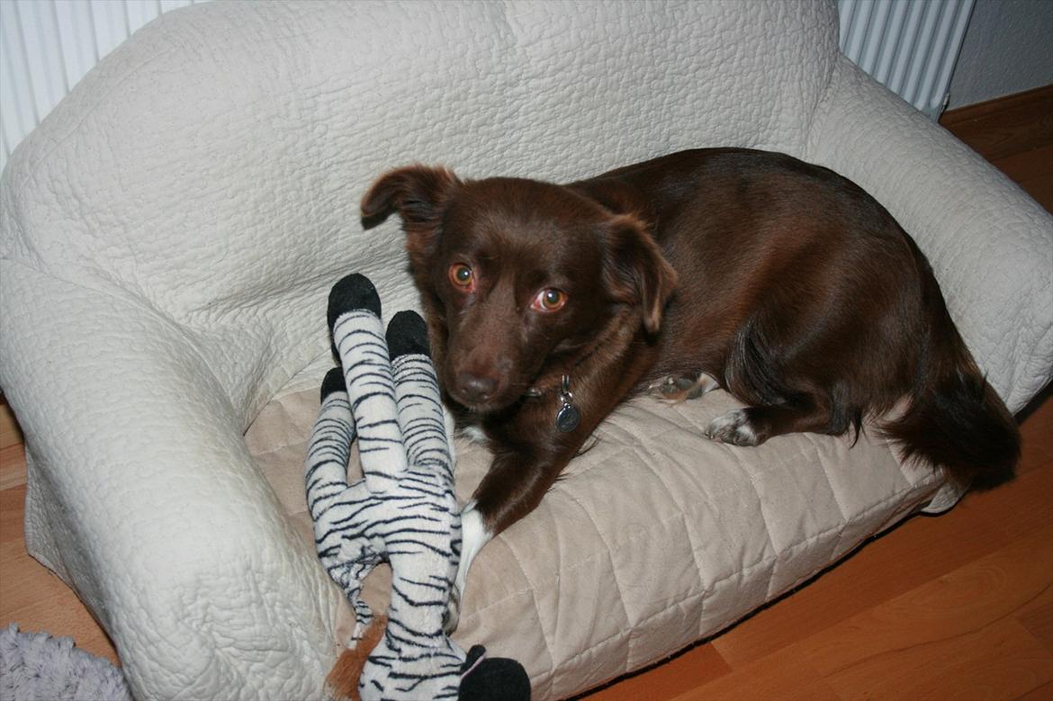 Blanding af racer Cica billede 14