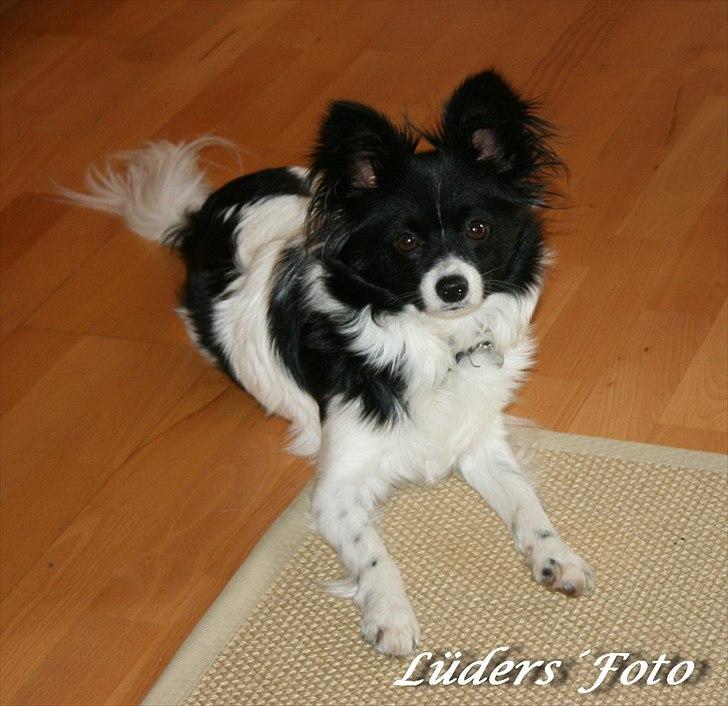 Papillon Zuma billede 1