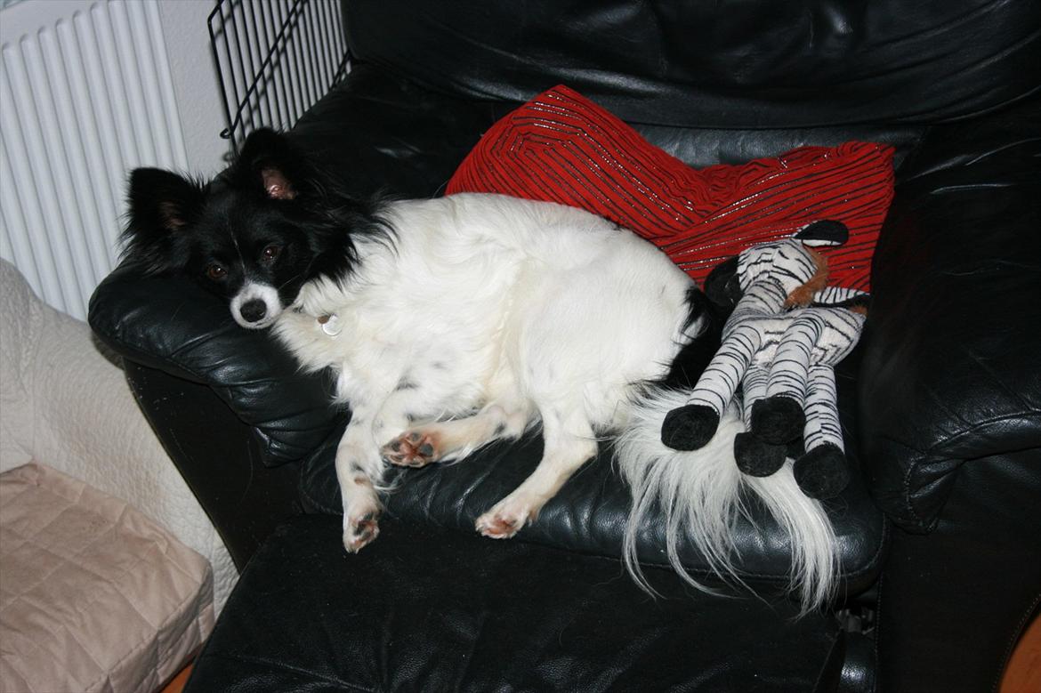 Papillon Zuma billede 2