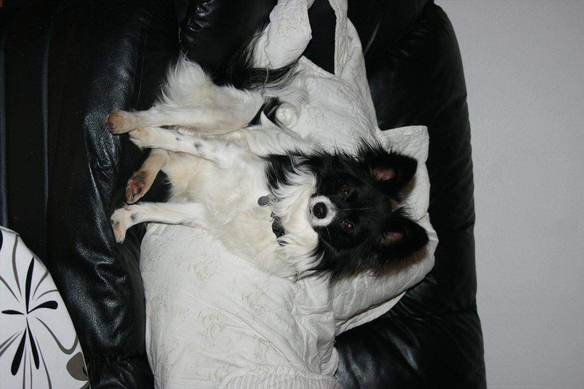 Papillon Zuma billede 3