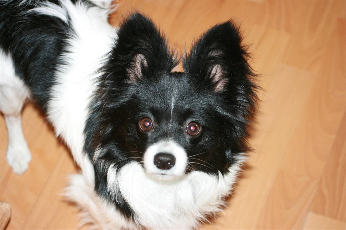 Papillon Zuma billede 4