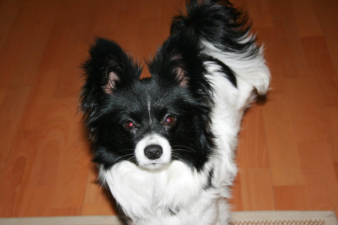 Papillon Zuma billede 6