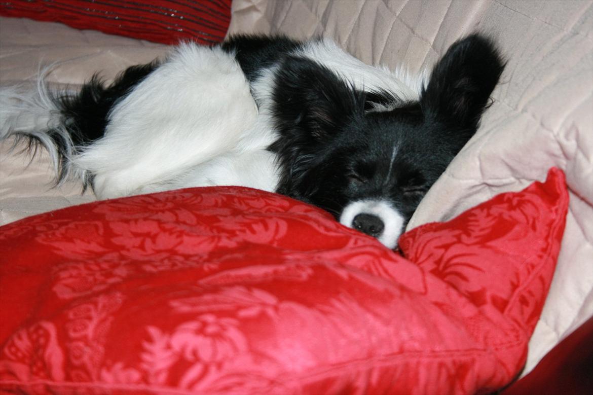 Papillon Zuma billede 7