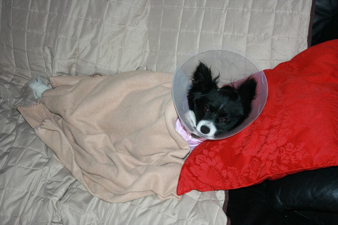 Papillon Zuma - Mor holder mig varm , da jeg lige har været i narkose.Nu er jeg intetkøn ;0) billede 8