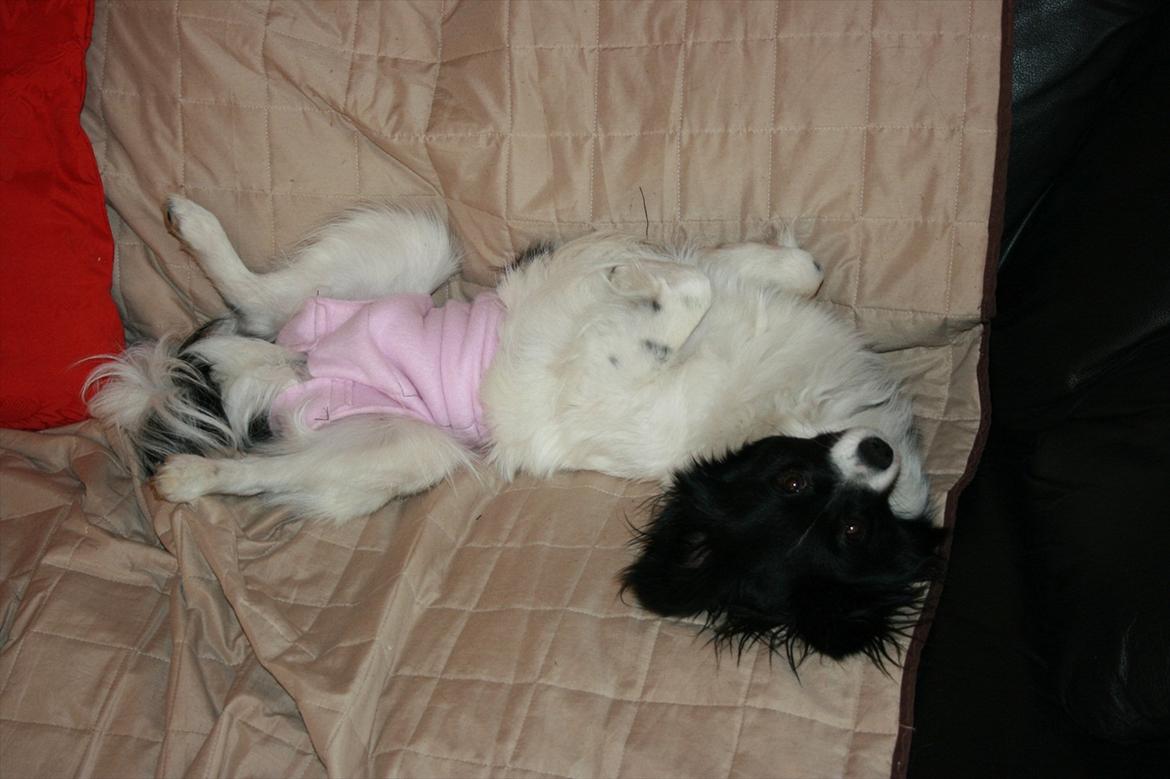 Papillon Zuma - Ja ja jeg ved godt jeg har lyserøde bukser på , men mor havde ikke andet stof. billede 9