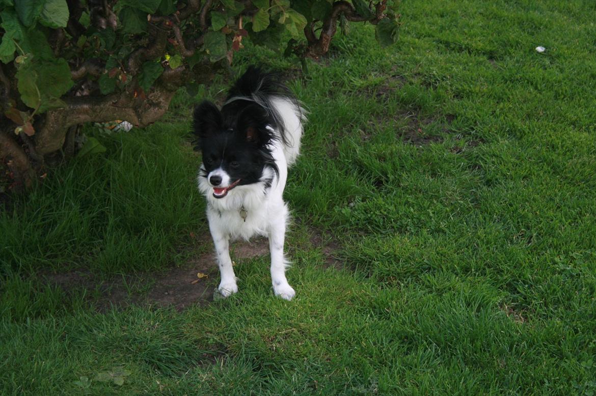 Papillon Zuma - Zuma lige flyttet ind billede 10