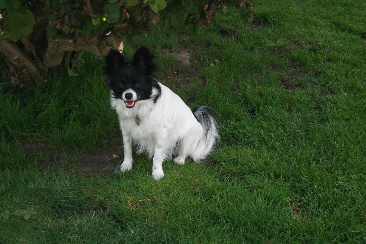 Papillon Zuma - Zuma lige flyttet ind. billede 11