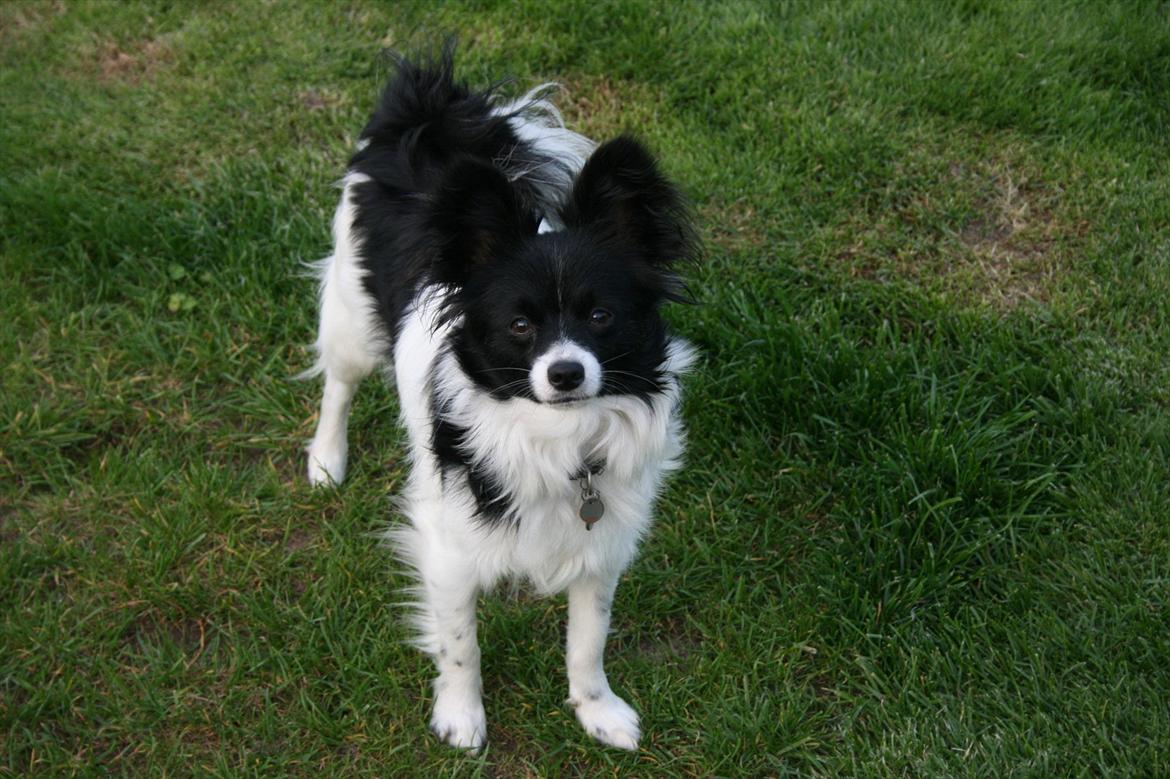 Papillon Zuma billede 12