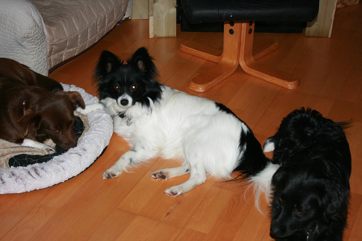 Papillon Zuma billede 13