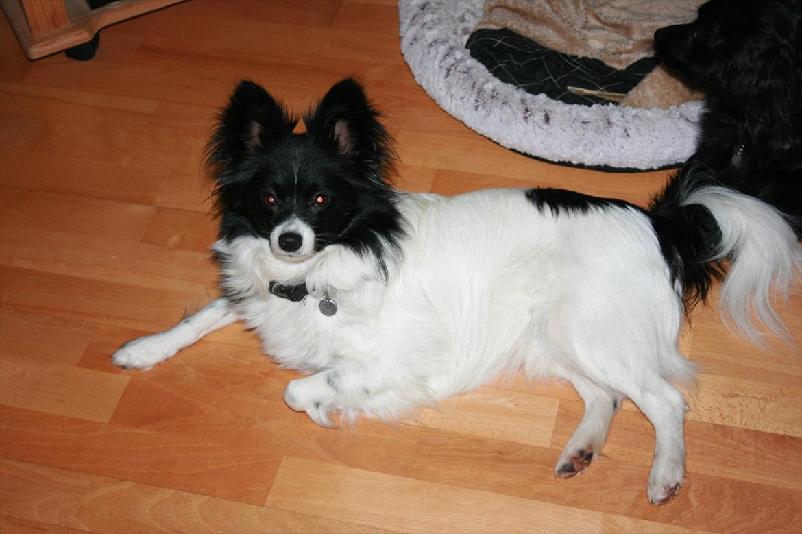 Papillon Zuma billede 14