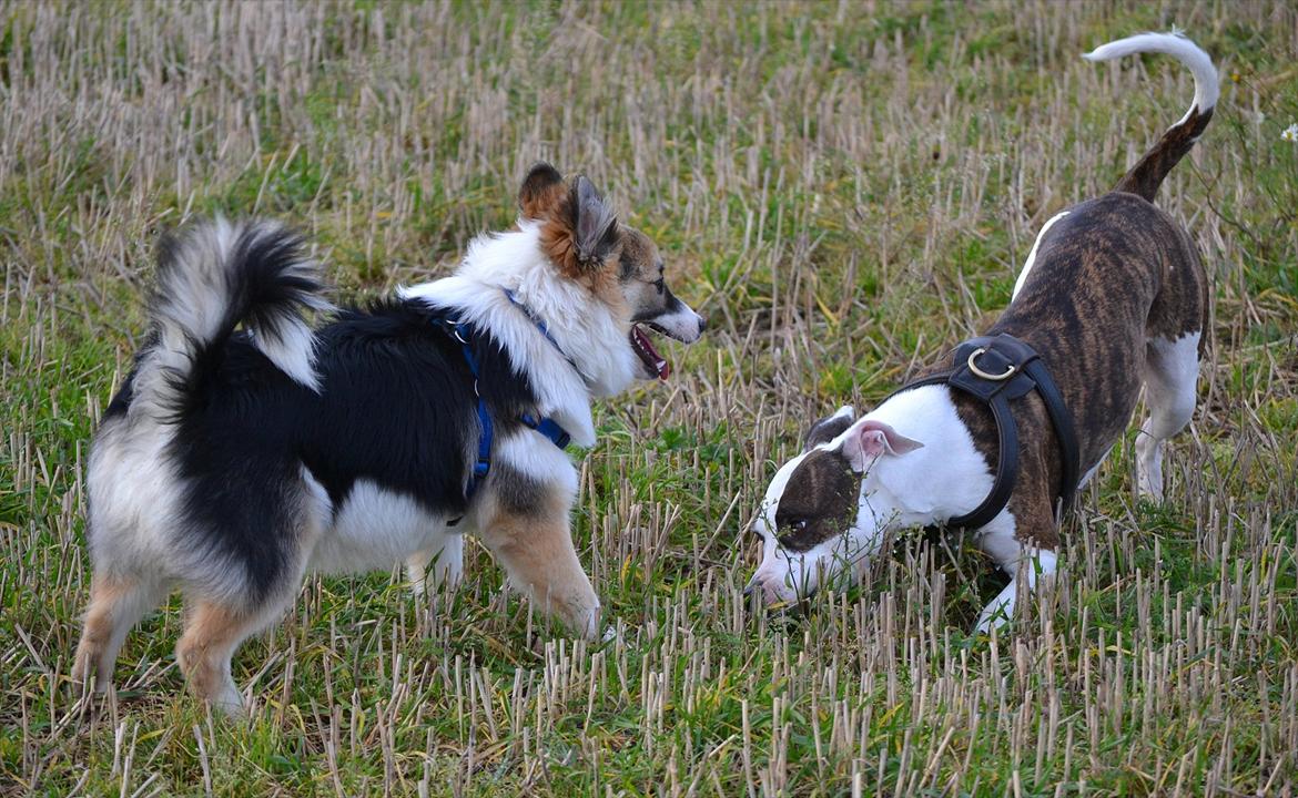 Islandsk fårehund Cato - Der leges med Kiara ;D Cato 6-7 måneder :) billede 12