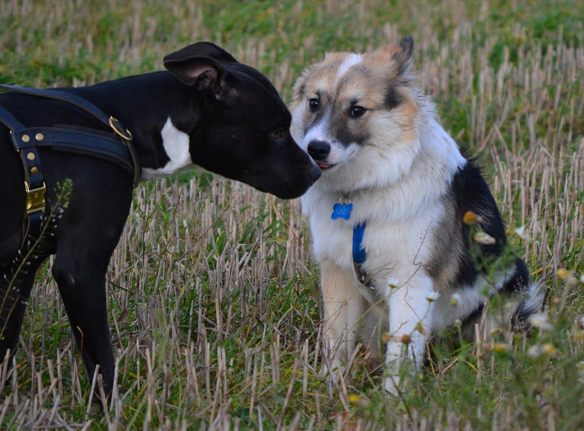 Islandsk fårehund Cato - ''Jeg bliver helt bange for den fine sorte hund'' ;d Cato 6-7 måneder :) billede 6