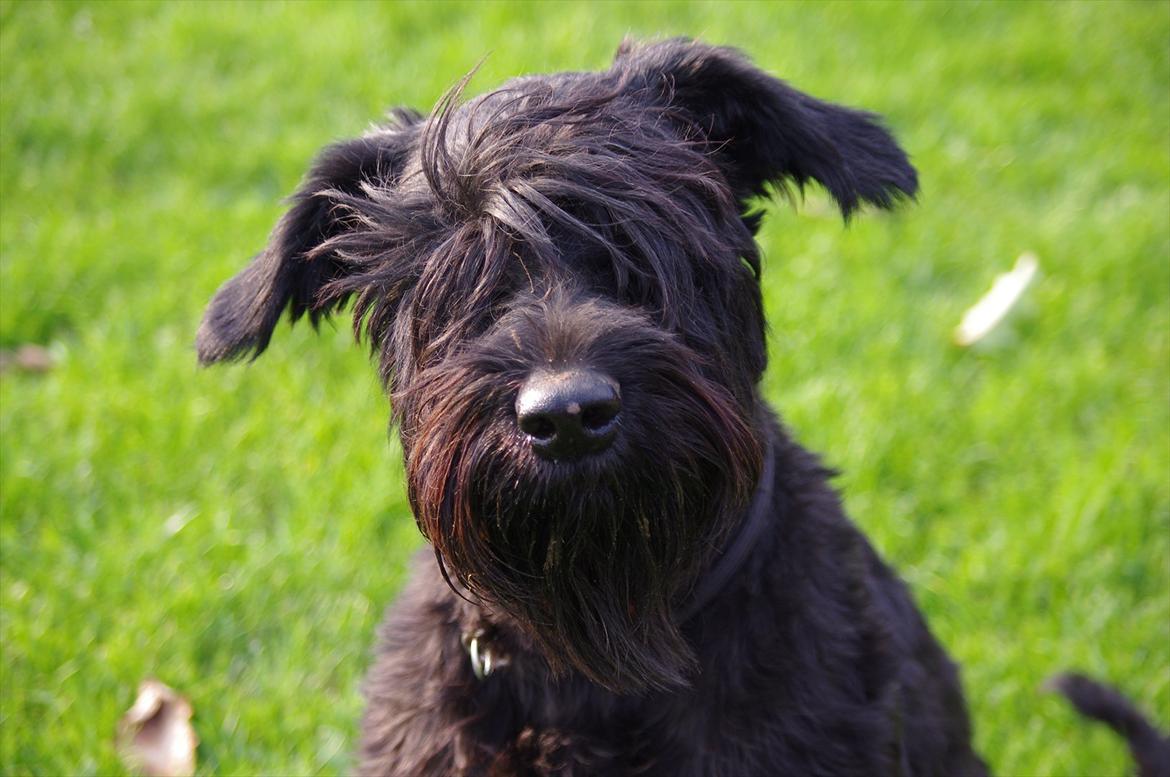 Riesenschnauzer Holli R.I.P <3 - De sidste billeder billede 19
