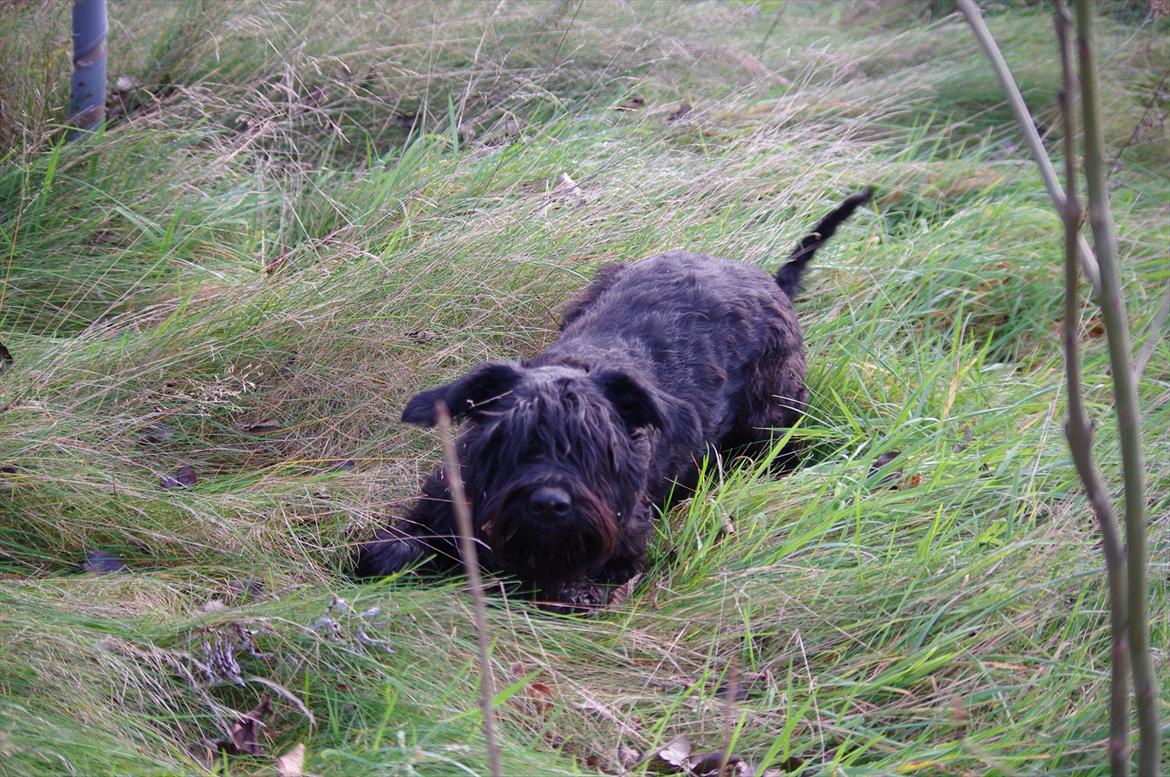 Riesenschnauzer Holli R.I.P <3 - De sidste billeder billede 20