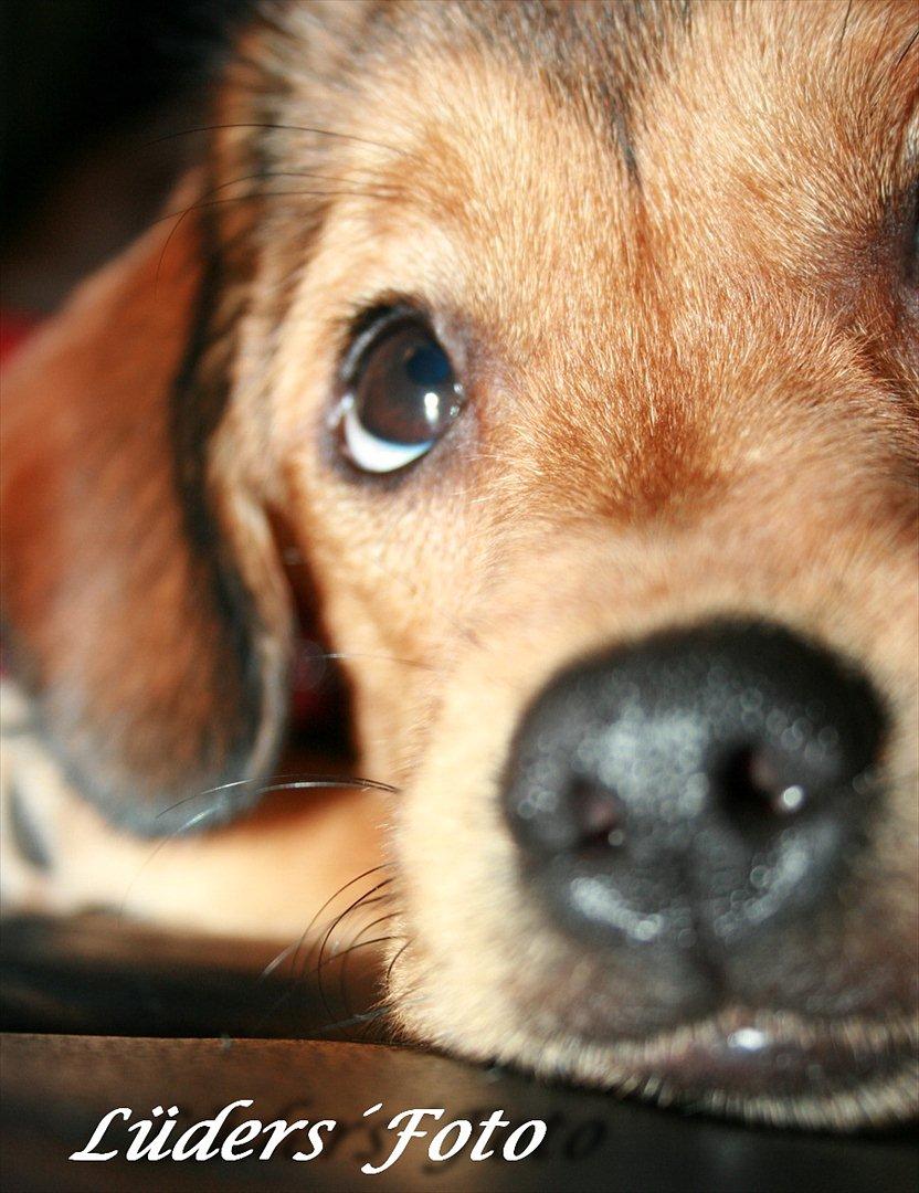 Blanding af racer Maggi billede 1