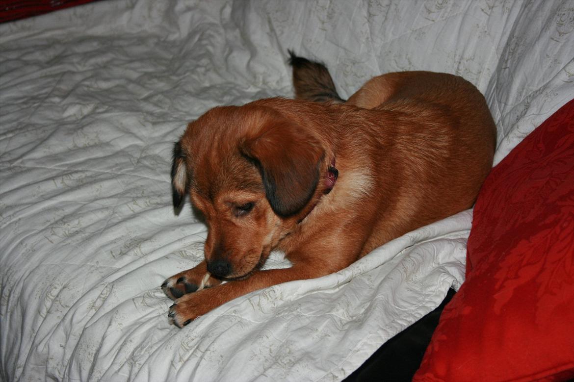 Blanding af racer Maggi billede 2