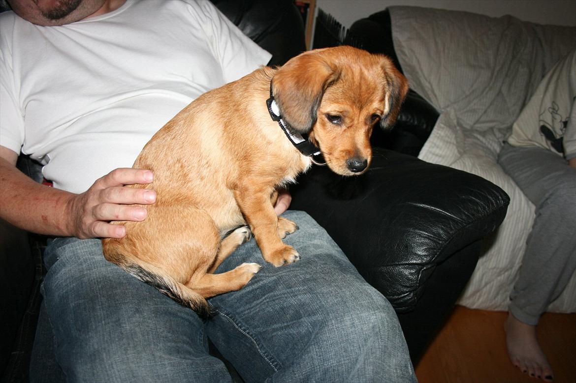 Blanding af racer Maggi - Maggi lige ankommet til sit nye hjem fra Rumænien. billede 3
