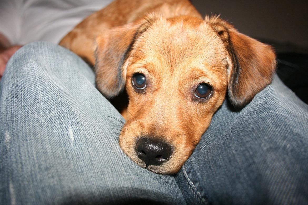 Blanding af racer Maggi - Det er godt at ligge hos far , når alt er nyt. billede 4