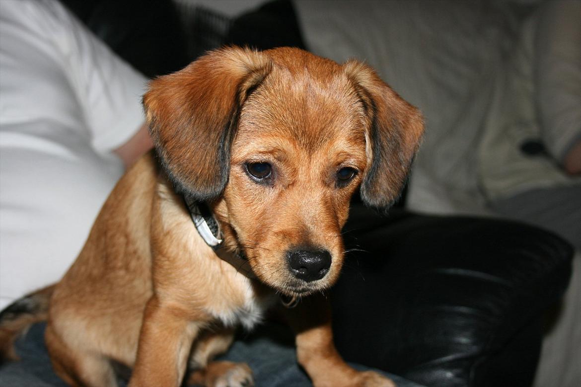 Blanding af racer Maggi - Selvom jeg er lidt nervøs for alt det nye...så er de katte nu sjove. billede 5