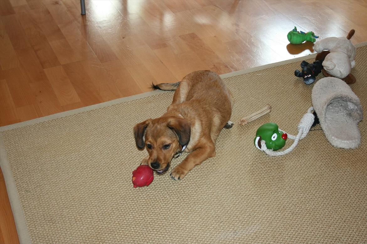 Blanding af racer Maggi - Sikke meget legetøj. billede 6