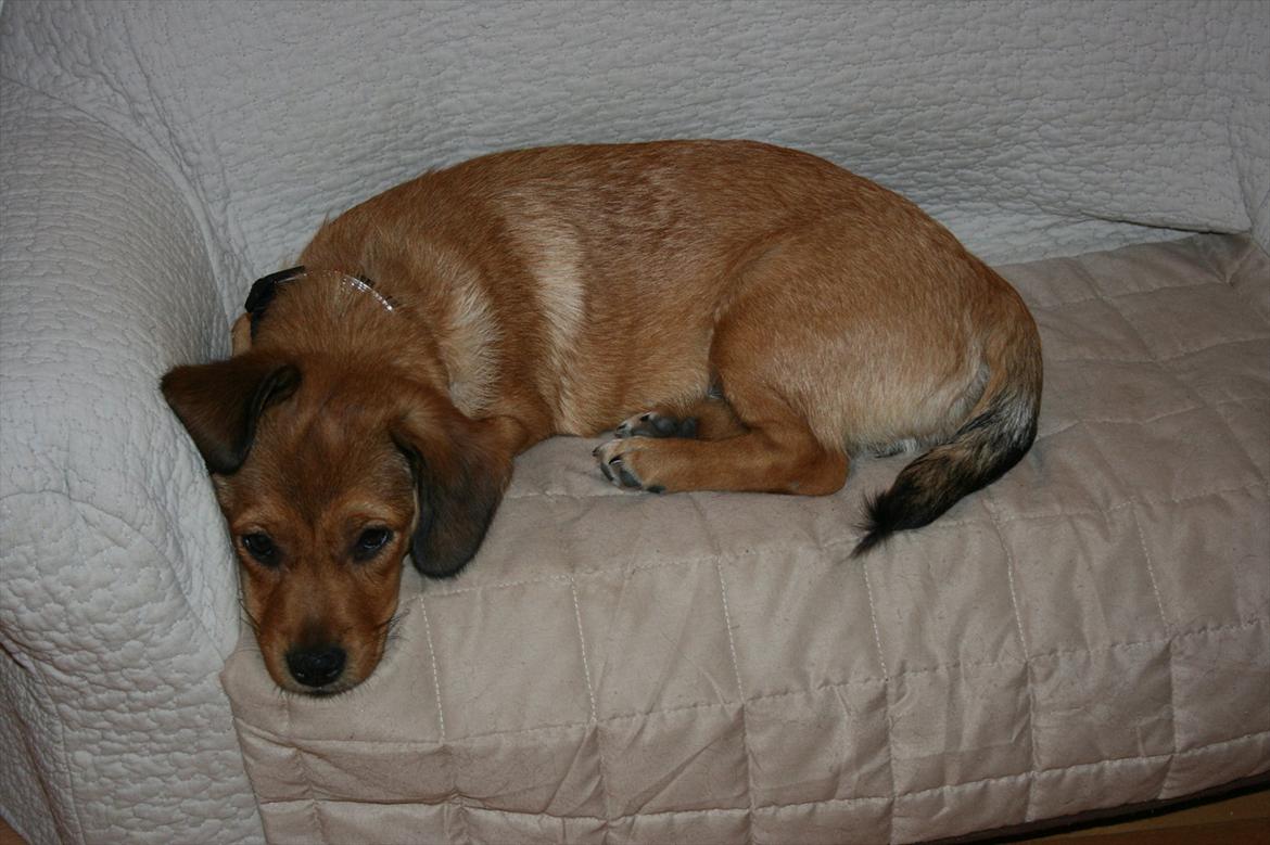 Blanding af racer Maggi billede 8